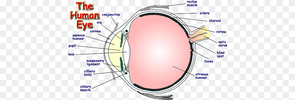 The Human Eye Construction Of Human Eye, Bow, Weapon Png