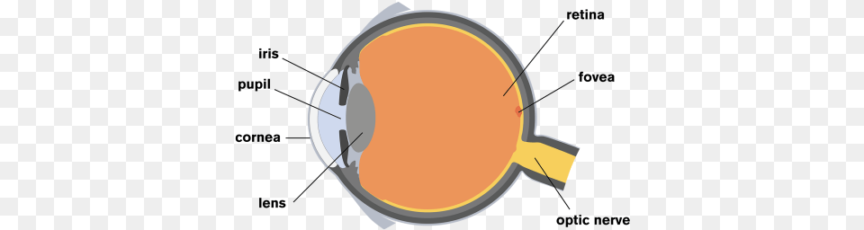 The Human Eye Human Eye Png