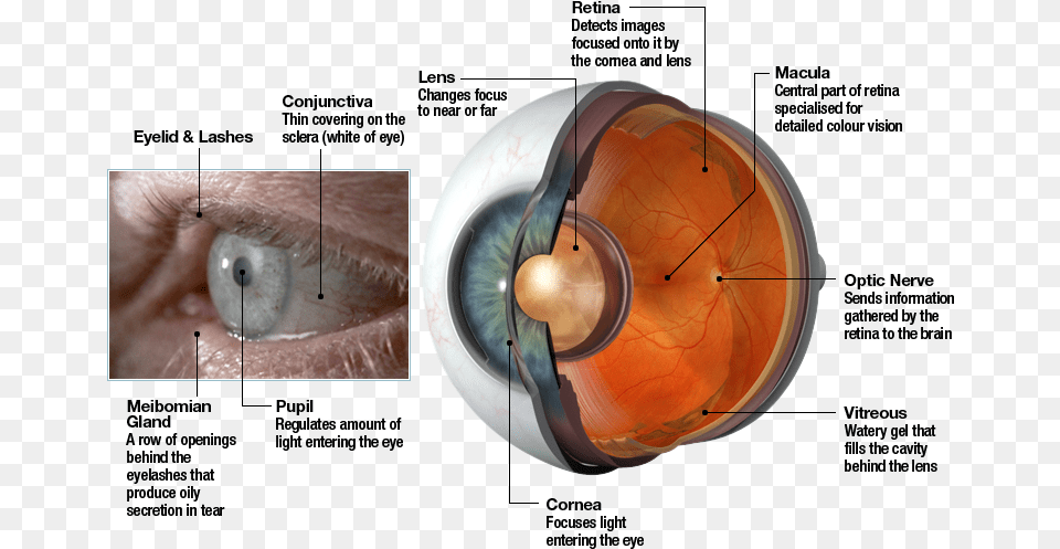 The Human Eye Works Like A Camera Jet Engine, Sphere, Baby, Person, Contact Lens Png Image