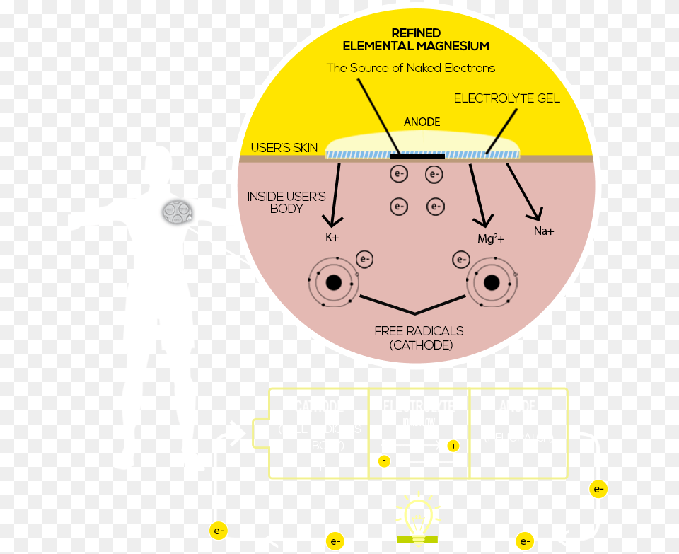 The Human Half Cell Effect Circle, Diagram, Disk Free Transparent Png