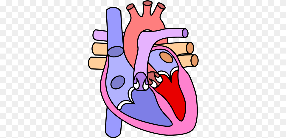 The Human Heart Circulatory System And Blood Cells Diagram Heart Diagram Without Labelling, Smoke Pipe Png Image