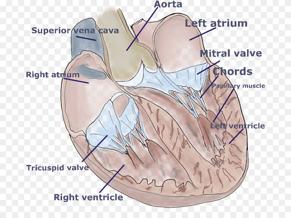 The Human Heart Seen On The Inside With Front Cut Out Octopus, Body Part, Face, Head, Neck Png Image