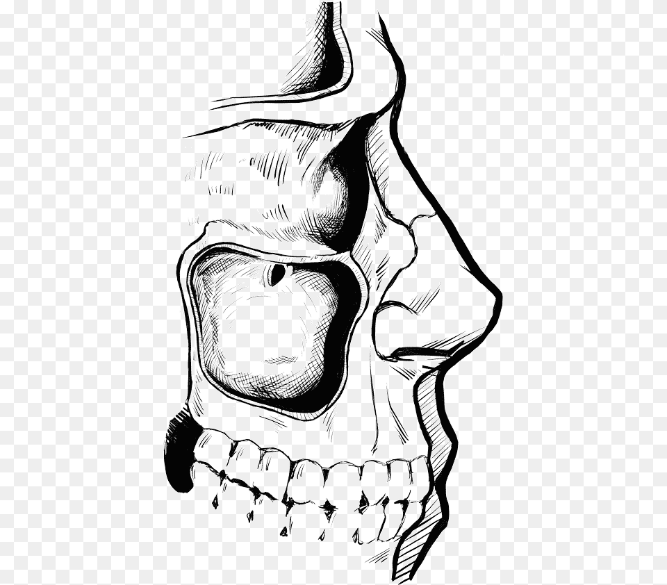 The Human Maxillary Sinus Cavity Illustration, Art, Drawing, Person, Face Png Image