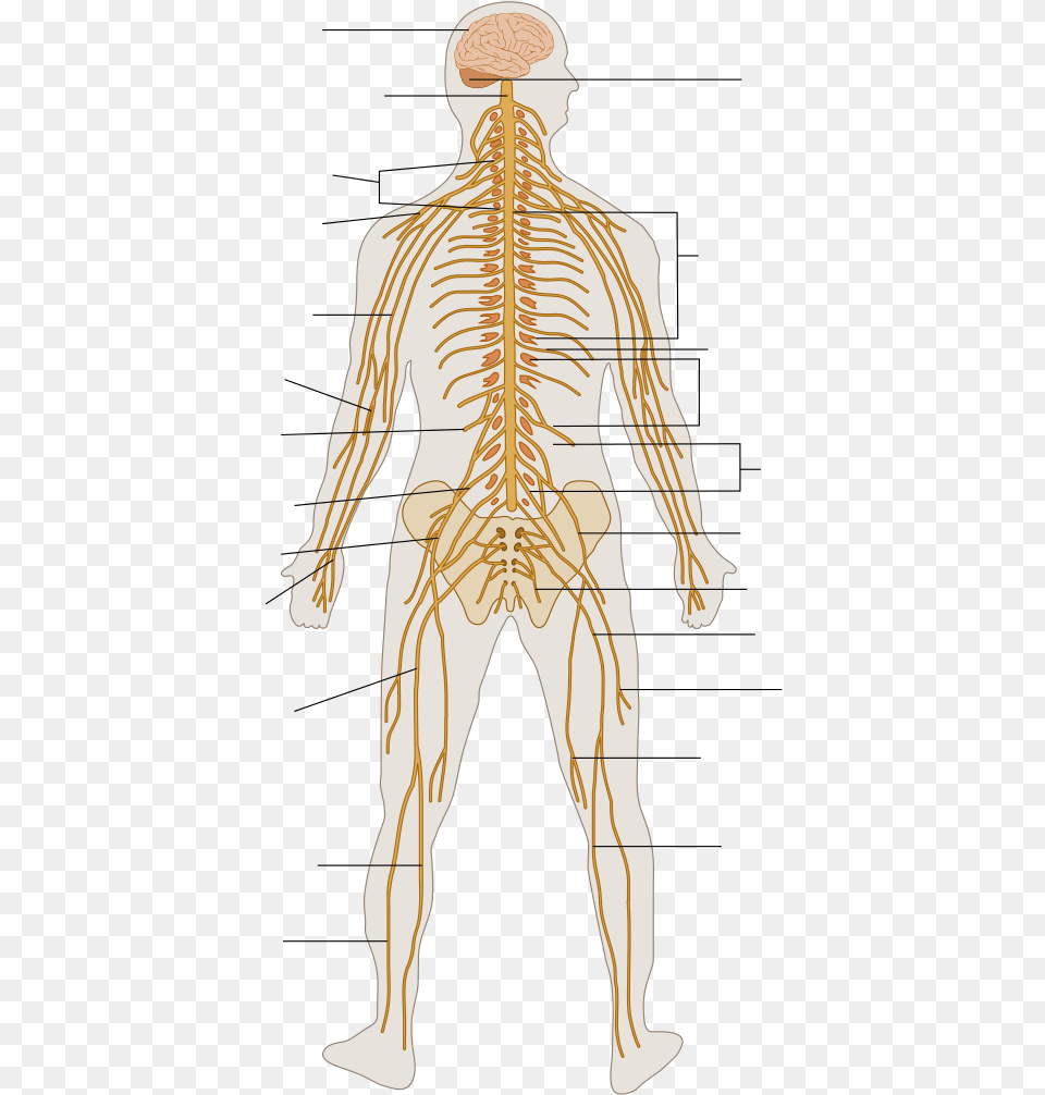 The Human Nervous System Nervous System Diagram Unlabeled, Adult, Male, Man, Person Png Image
