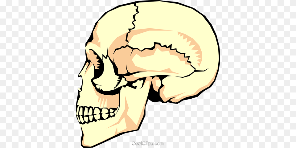 The Human Skull Royalty Vector Clip Art Illustration, Baby, Person, Head, Body Part Free Transparent Png