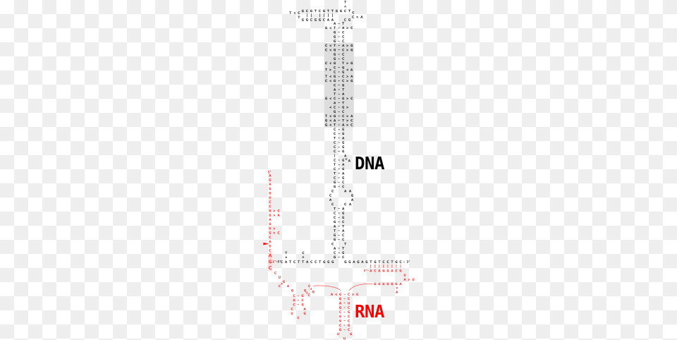 The Hypervariable Domain In The Dna Sequence Is Shaded Colorfulness, Text, City Free Png