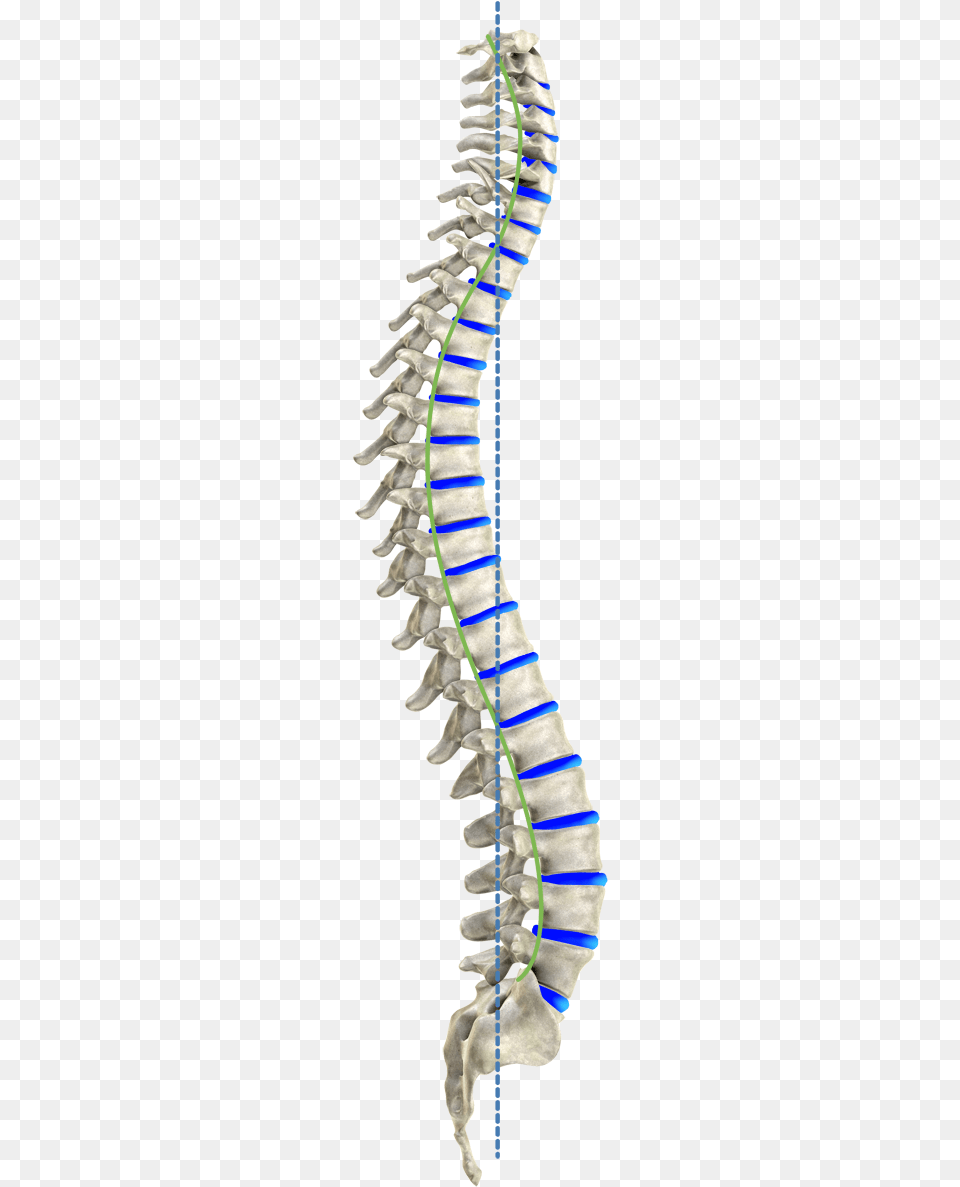 The Ideal Spinal Column Colonne Vertebrale De Profil, Ct Scan Free Png Download