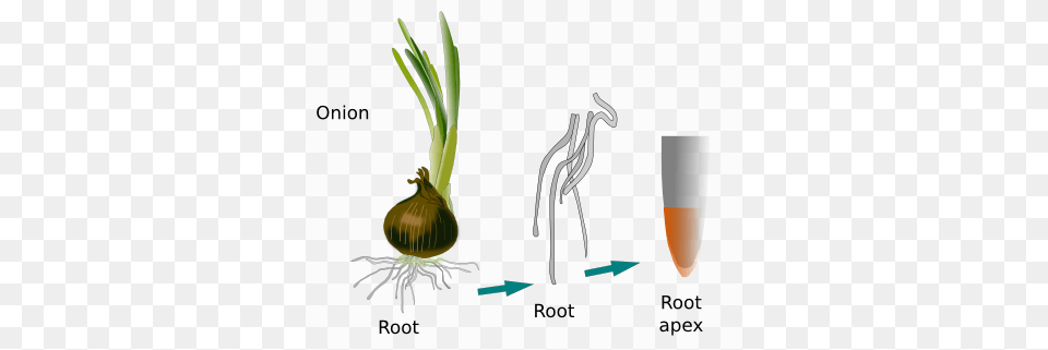 The Cames From An Onion Root Apical Meristem Onion Root Tip, Food, Produce, Plant Png Image