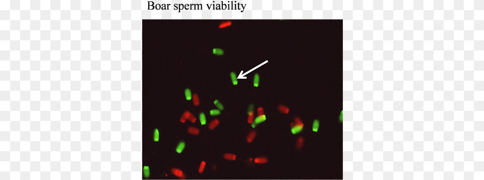 The Images Indicating The Boar Semen Viability Determined Graphic Design, Light, Flare Png Image