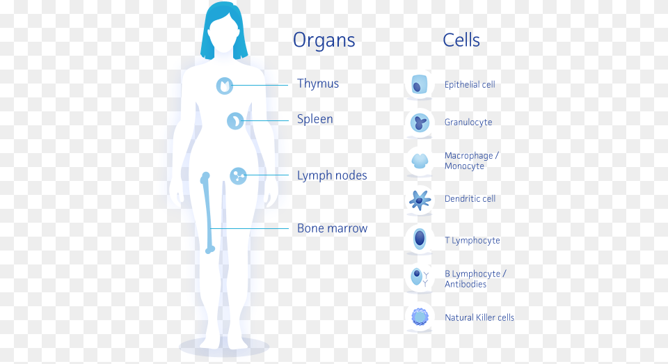 The Immune System Consists Of The Gastro Intestinal Immune System And Milk, Chart, Plot, Adult, Female Png Image