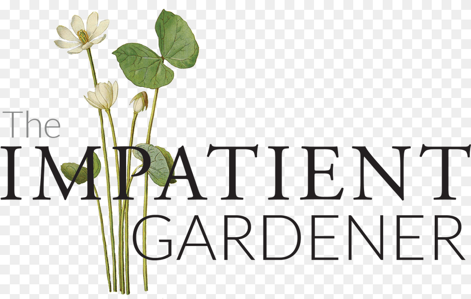 The Impatient Gardener Floral Design, Leaf, Plant, Flower, Petal Free Png Download