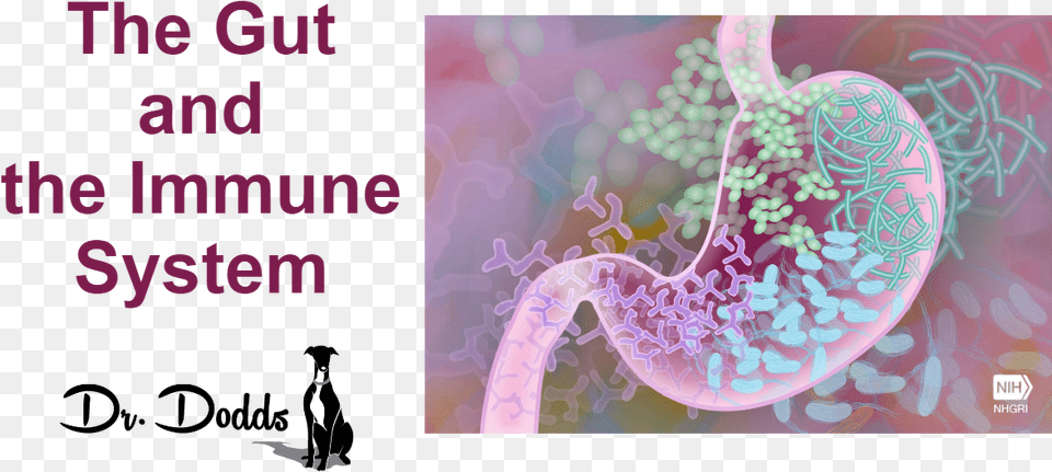 The Interaction Between The Gut And The Immune System Aging Liver Gut Microbiota, Body Part, Stomach, Purple, Animal Free Png Download
