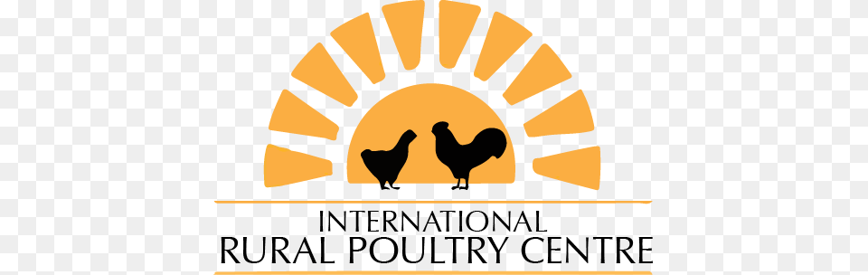 The International Rural Poultry Centre Rooster, Animal, Bird, Logo Free Png Download