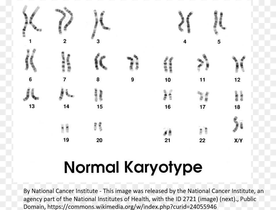The Karyotype Of A Normal Person Male Karyotype, Text, Alphabet, Number, Symbol Png Image