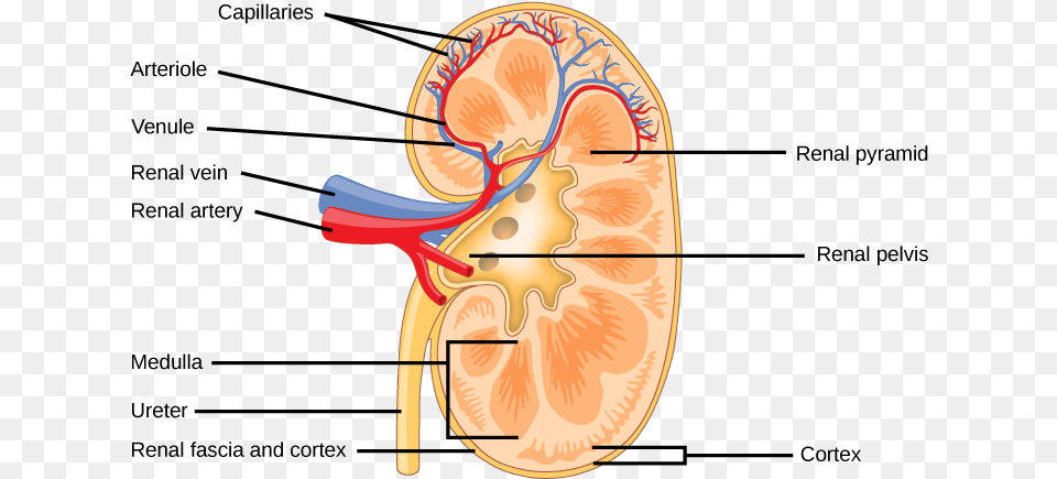 The Kidney Is Shaped Like A Kidney Bean Standing On Structure Of Mammalian Kidney, Body Part, Face, Head, Neck Free Png Download