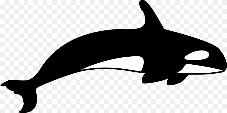 The Killer Whale Cetacea Blue Whale, Silhouette Free Transparent Png