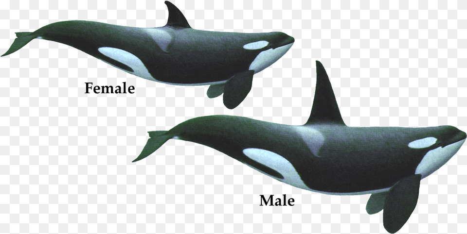 The Killer Whale Often Called Orca From Its Latin Killer Whale, Animal, Sea Life, Mammal, Fish Png