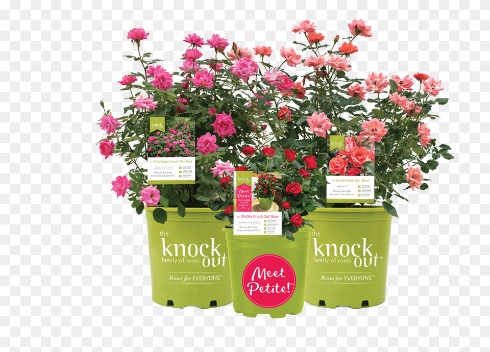 The Knock Out Family Of Roses Flower Bed, Pottery, Potted Plant, Planter, Plant Free Transparent Png