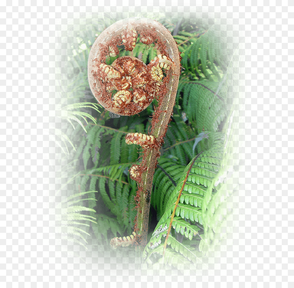 The Koru Is Seen As A Metaphor Of The Way Life Is Ever Silver Fern, Plant Png