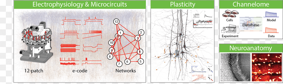 The Laboratory Of Neural Microcircuitry Headed By Diagram, Toy, Chart, Plot, Text Free Png