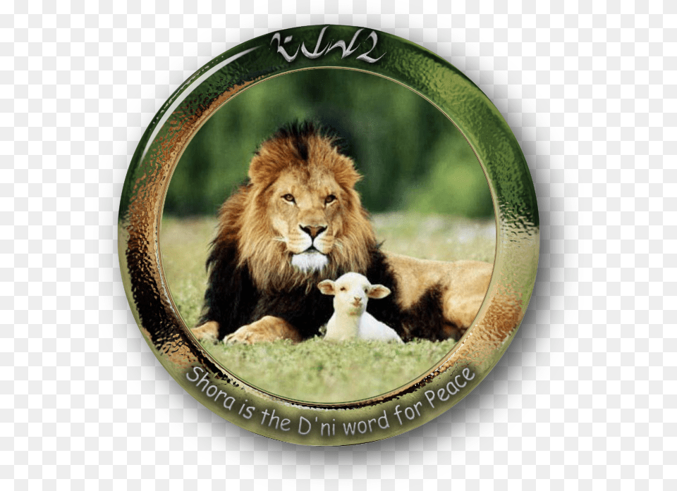 The Lamb And Lion Sheep Leopard Lamb And Mutton Lion And The Lamb Christian, Animal, Mammal, Photography, Wildlife Free Transparent Png