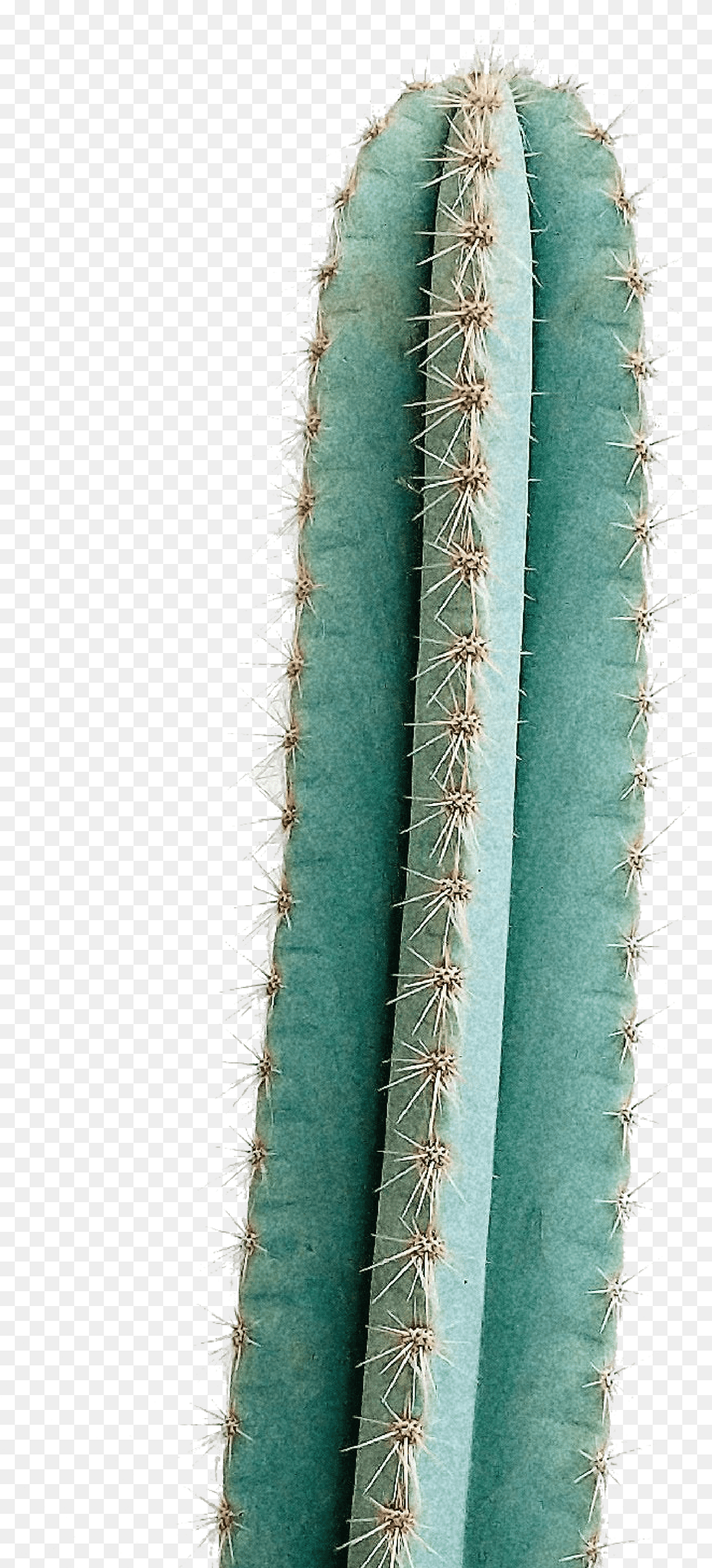 The Land San Pedro Cactus, Plant Png Image