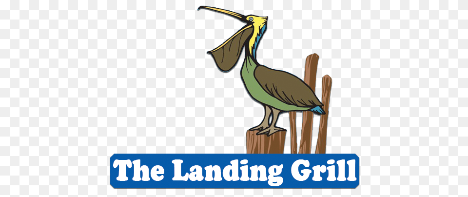 The Landing Grill Outer Banks Nc, Animal, Bird, Waterfowl, Pelican Free Png Download