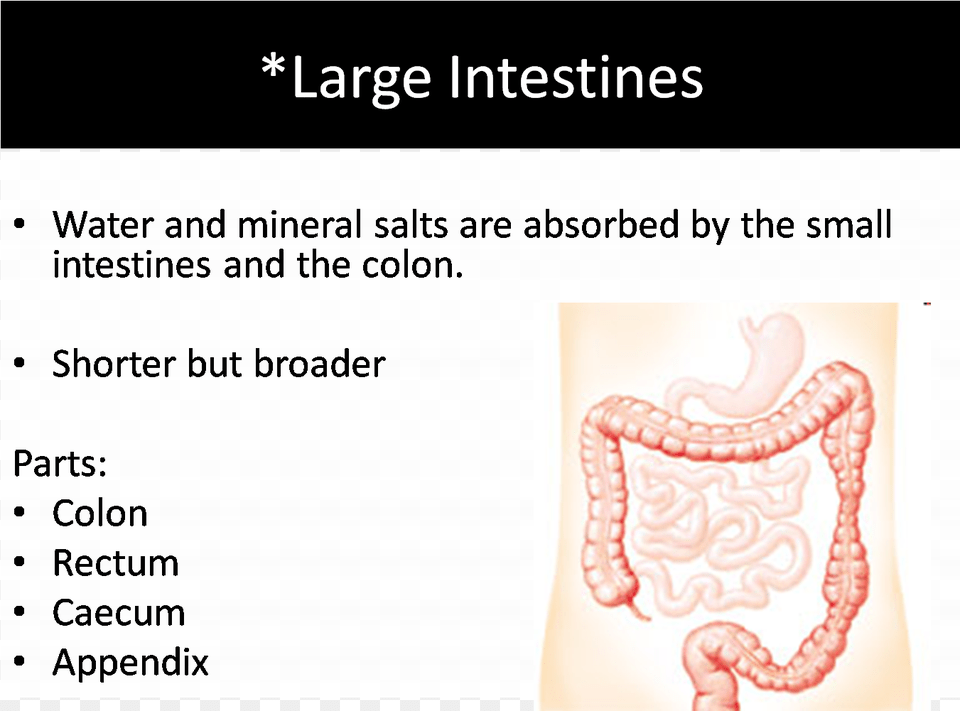 The Large Intestines Large Intestines, Body Part, Stomach, Head, Person Free Png