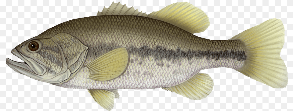 The Largemouth Bass Is Considered By Some To Be The Transparent Background Largemouth Bass, Animal, Fish, Sea Life, Perch Png