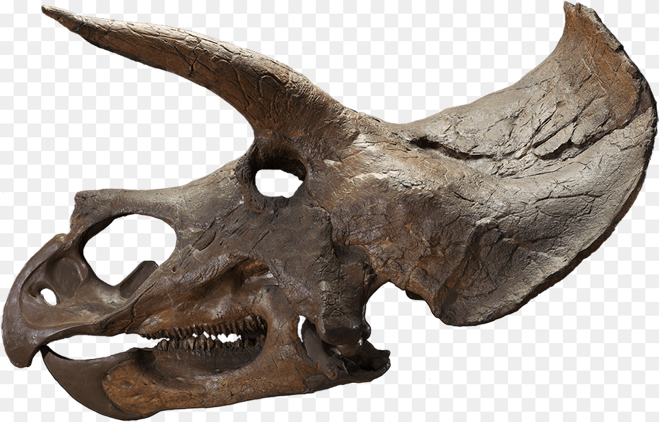 The Last American Dinosaurs Triceratops Skull Background, Animal, Dinosaur, Reptile Free Transparent Png