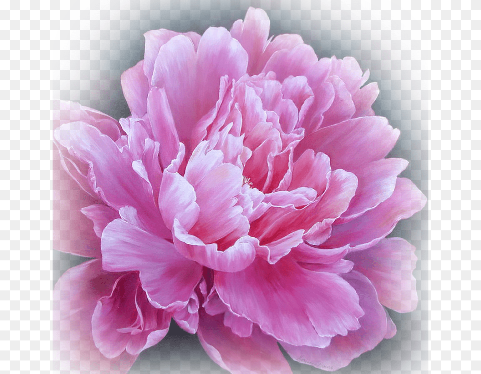 The Latest News About Opera Web Browsers Tech Trends Peony Painting, Dahlia, Flower, Plant, Rose Free Transparent Png