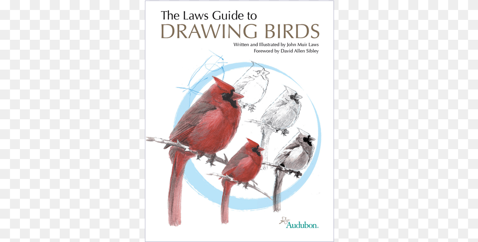 The Laws Guide To Drawing Birds Laws Guide To Drawing Birds, Animal, Bird, Cardinal Png Image