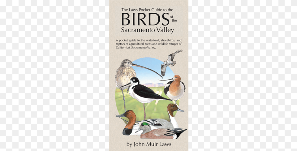 The Laws Pocket Guide To The Birds Of The Sacramento John Muir Laws, Book, Publication, Animal, Bird Free Png