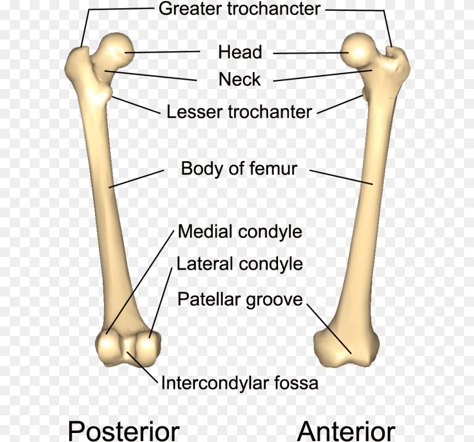 The Left Femur And Its Various Processes And Markings Diagram, Person Png