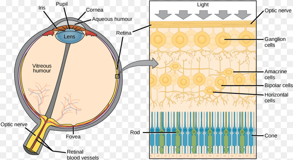 The Left Illustration Shows A Human Eye Which Is Round, Cutlery Free Png