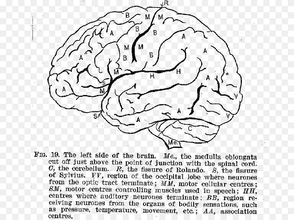 The Left Side Of The Brain Cruciferous Vegetables, Gray Free Png