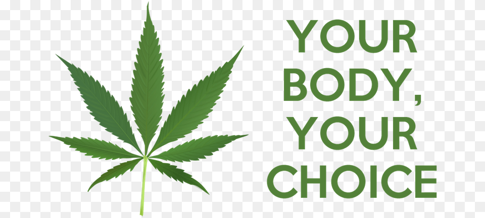 The Libertarian Argument For Legalizing Marijuana Your Body Your Choice Marijuana, Leaf, Plant, Weed, Green Png