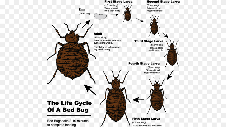 The Life Cycle Of A Bed Bug From Egg To Adult Bed Bugs, Animal, Insect, Invertebrate Free Png Download