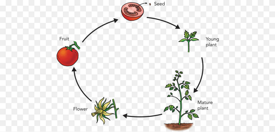 The Life Cycle Of A Tomato Plant Life Cycle Of A Plant, Food, Produce, Vegetable, Chandelier Free Transparent Png