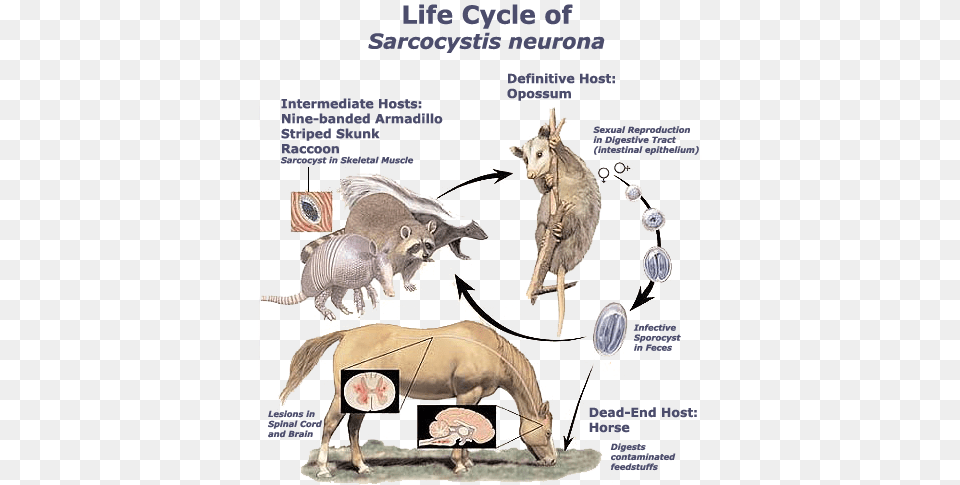 The Life Cycle Of Sarcocystis Neurona Is Dependent Sarcocystis Neurona Life Cycle, Animal, Bird, Horse, Mammal Png