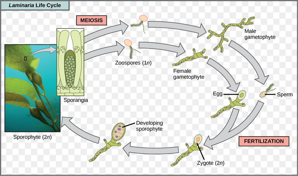 The Life Cycle Of The Brown Algae Laminaria Begins Brown Algae Reproduction Cycle, Baby, Person, Device, Grass Free Transparent Png