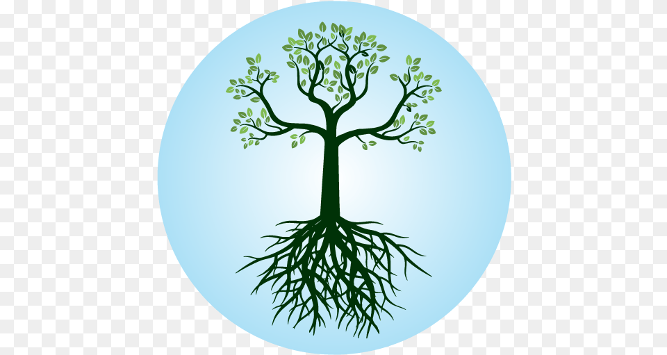 The Life Health Center Root, Plant, Tree Free Transparent Png