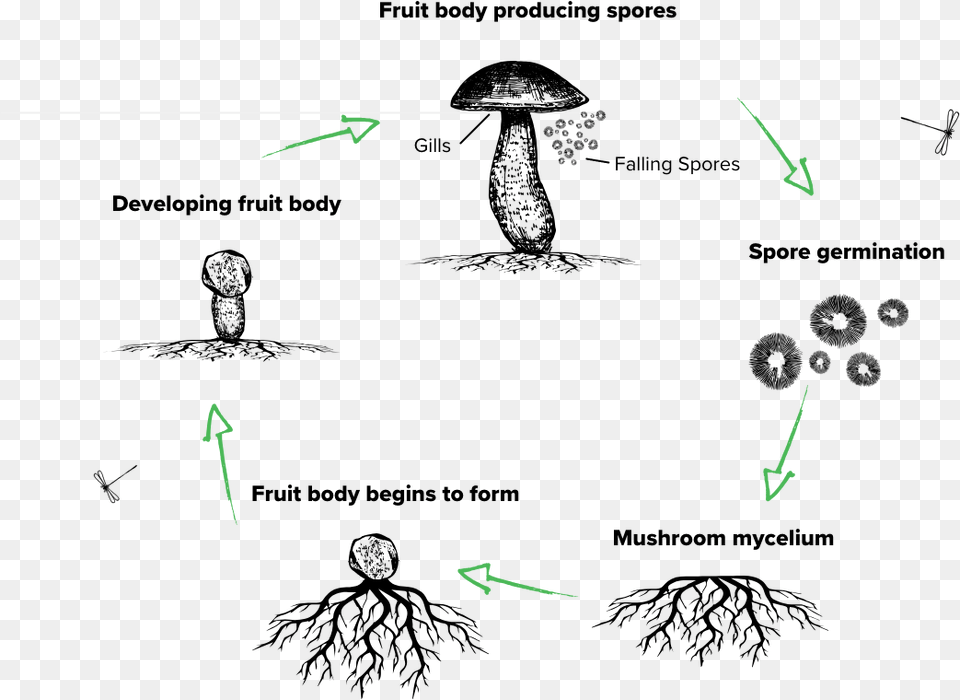 The Lifecycle Of A Mushroom Drawing Free Png