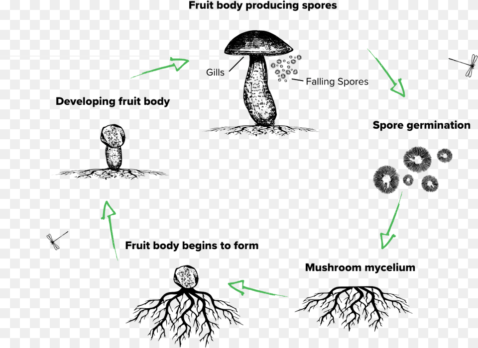 The Lifecycle Of A Mushroom Mushroom Lifecycle Free Transparent Png