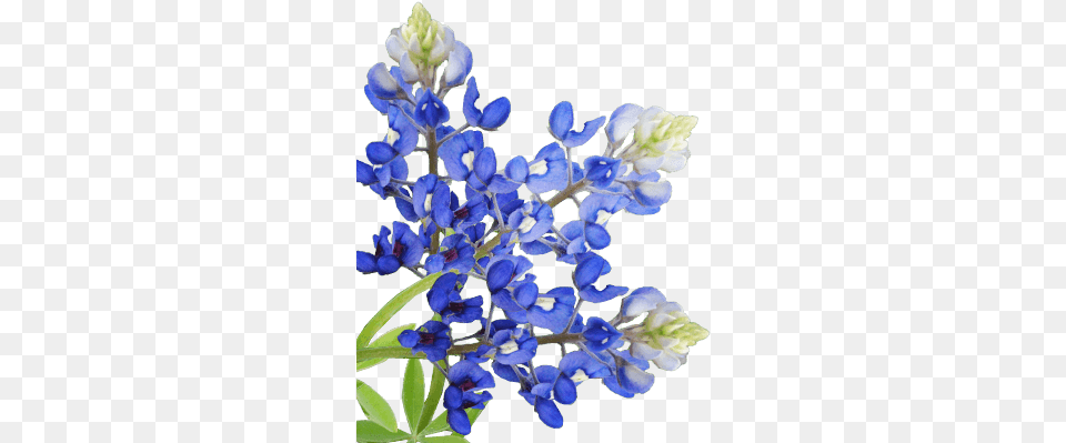 The Little Creamery Flower Bluebonnet Transparent Background, Iris, Petal, Plant, Lupin Png Image