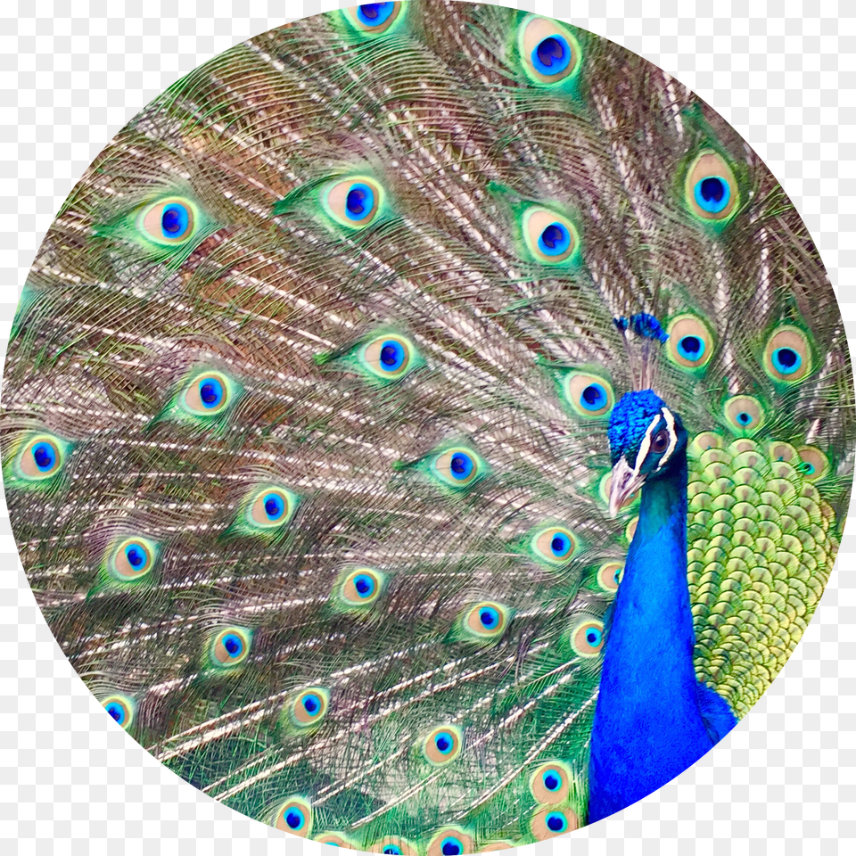 The Little Ponderosa Zoo And Rescue Has An Amazing Peafowl, Accessories, Gemstone, Jewelry, Computer Free Png