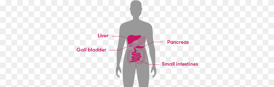 The Liver Is Situated Next To The Stomach But On The Small Intestine, Chart, Plot, Adult, Male Free Transparent Png