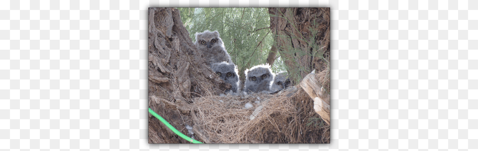 The Lives Of The Great Horned Owls Owl, Animal, Bird Png Image