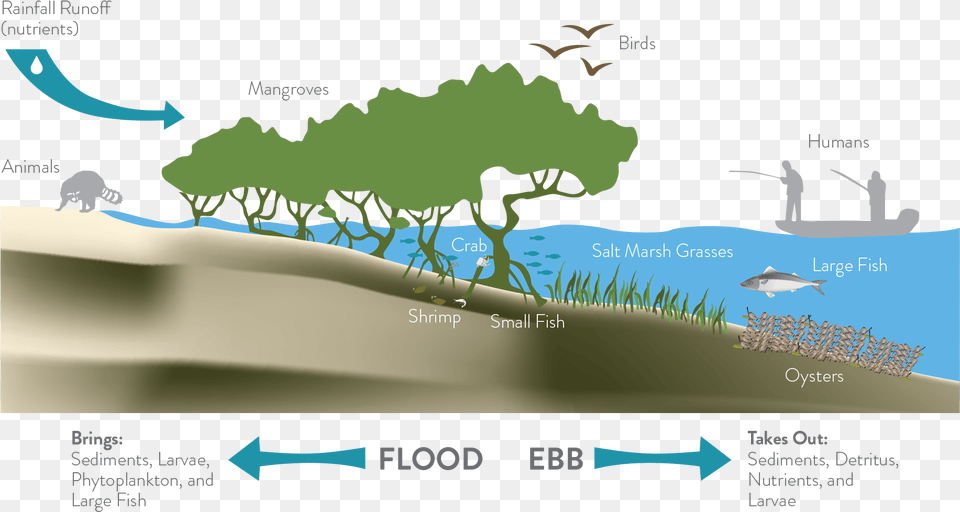 The Living Shoreline Infographic Living Shoreline, Water, Sea, Land, Nature Free Png