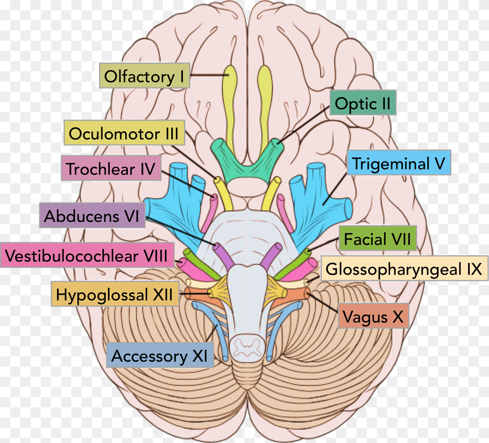 The Location Of The Cranial Nerves On The Cerebrum Cranial Nerves, Baby, Person Png Image